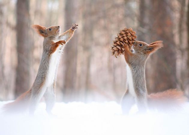 Bonny Squirrel photography by Vadim Trunov a Russian photographer