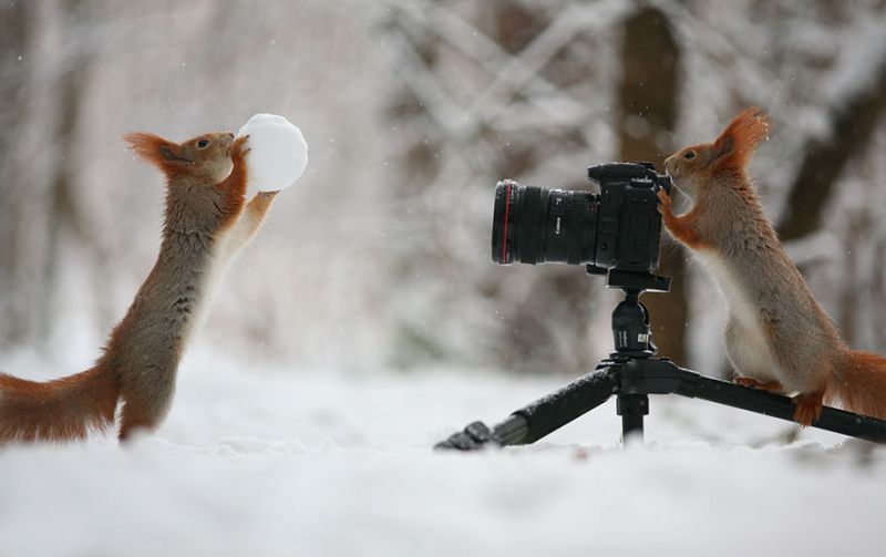 Bonny Squirrel photography by Vadim Trunov a Russian photographer