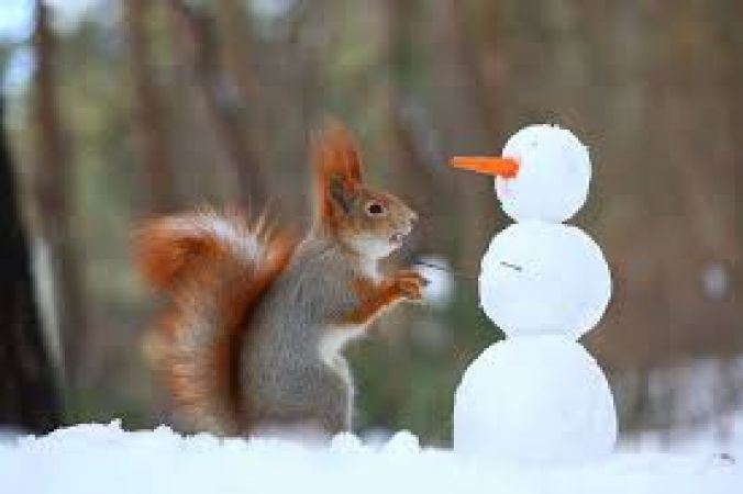 Bonny Squirrel photography by Vadim Trunov a Russian photographer