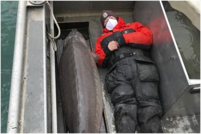 अमेरिका में नदी में पकड़ी गई 108 किलो वजनी लंबी मछली, तस्वीरें हुई वायरल