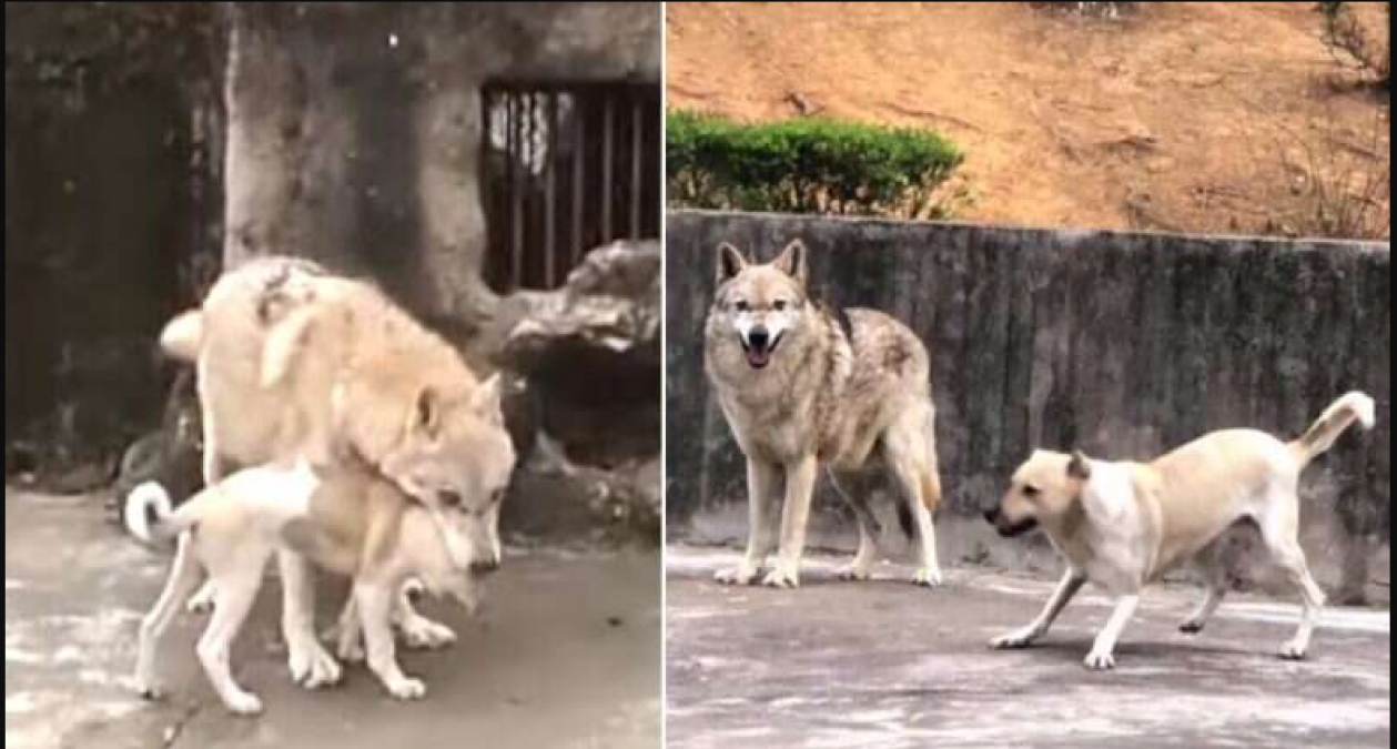 Strange Love Story of Wolf and Dog; viral video inside