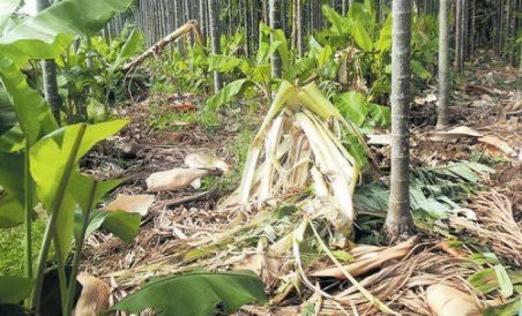 Elephants destroy banana garden but leave plant with nest unharmed