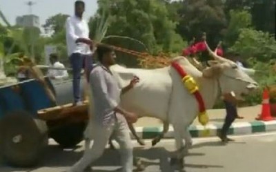 Karnataka: Cong MLA reaches Vidhana Soudha in Bullock Cart