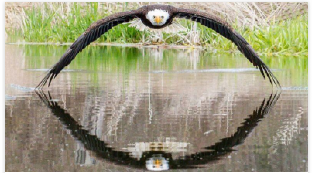 Perfect symmetrical photo capture of Bold eagle and pic goes viral