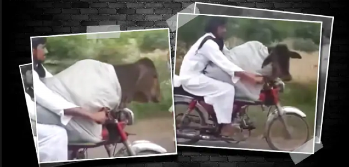 A man in Pakistan riding the bike while cow sitting in front; video goes viral
