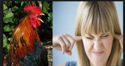 A rooster's crowing annoyed a woman; then woman action on it just amazed everyone