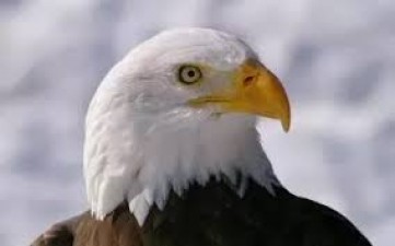 how far can an eagle see