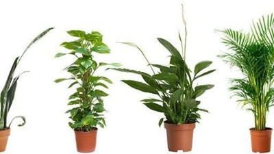 Amidst increasing pollution, definitely plant these indoor plants in the house, which will provide more oxygen and keep the air clean