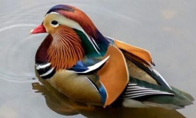 This duck became a topic of discussion throughout the world- Watch video