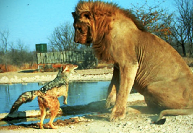 See this amazing video, when one animal saves another animal life
