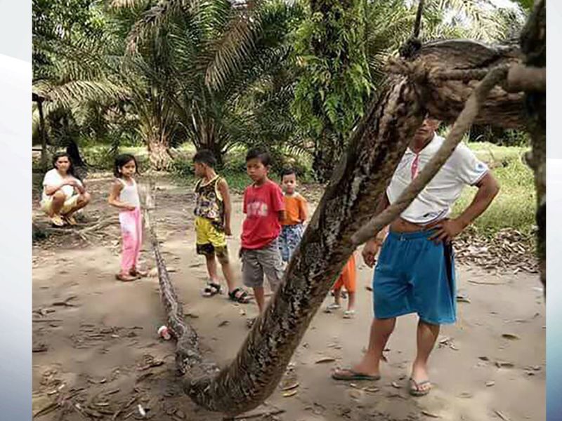 A huge Python found in the village of Indonasia