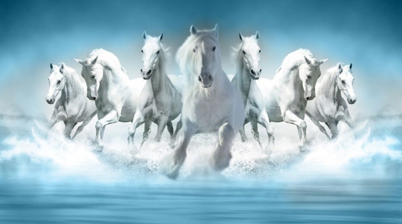 Why are pictures of running white horses kept in the house?