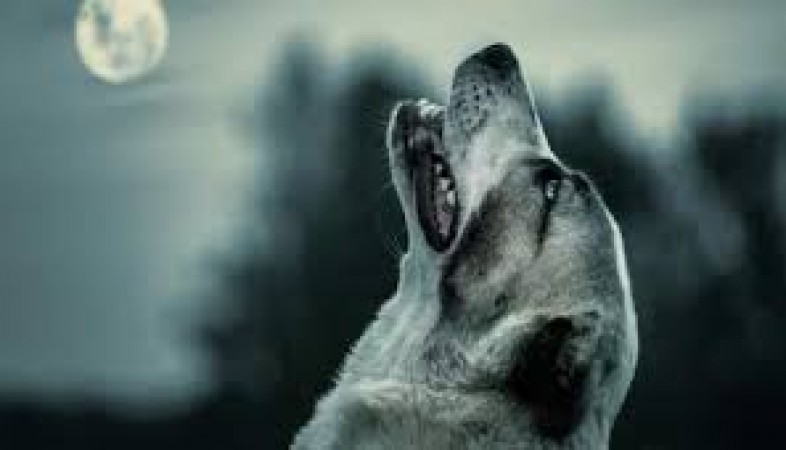 After all, why do dogs cry at night, can they see spirits?