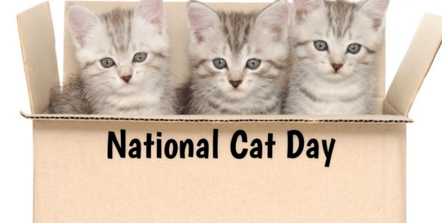 National Cat Day 2018- Lesser known facts about cats