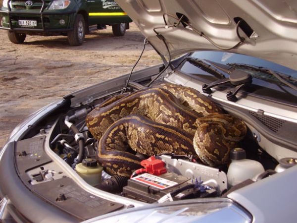 Python Found in Car's Bonnet Left People In Shock