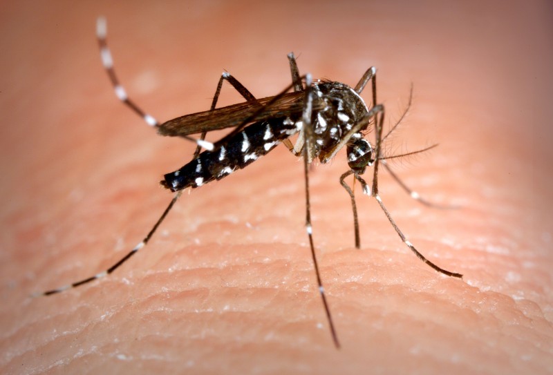 Eight Effective Methods to Keep Mosquitoes Away from Your Home