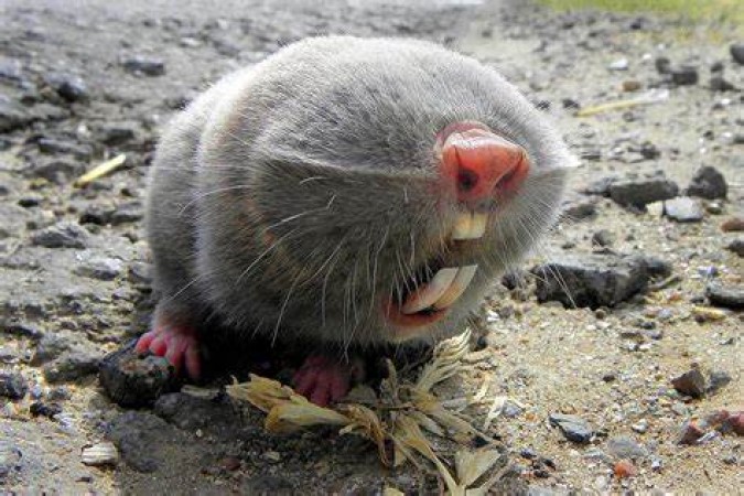 What you should know about the lesser blind mole-rats?