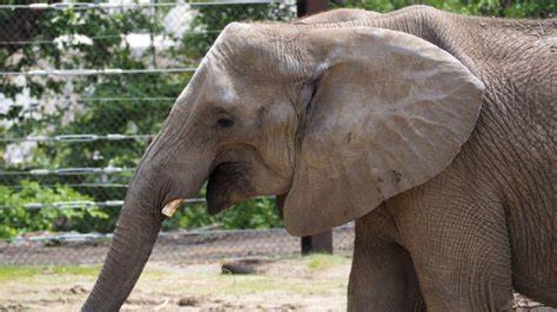 एक बचाई गई हाथी नीना का 62 साल की उम्र में हुआ निधन