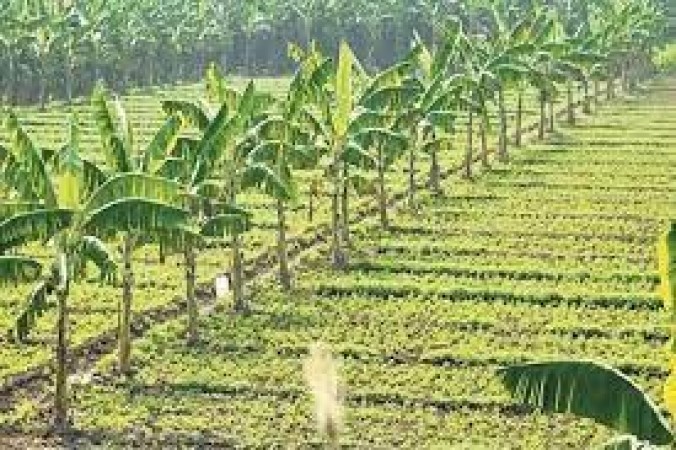 Government is giving thousands of rupees on banana cultivation