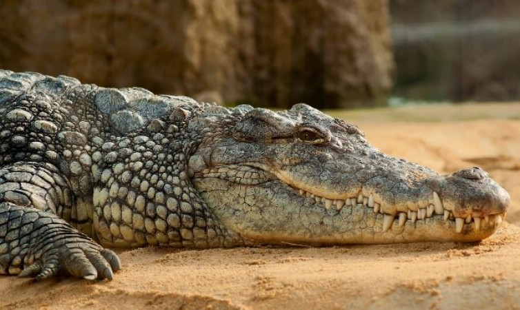 What You Should Know About Crocodiles