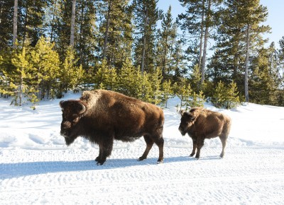 Amazing information about American bison