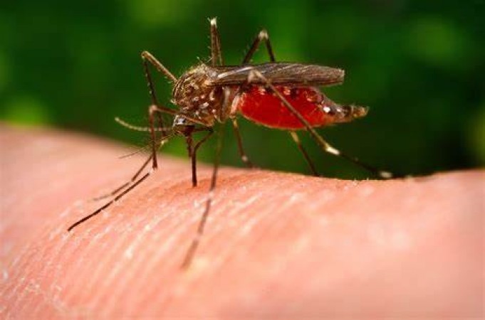 मच्छर आपको काटते क्यों है ?, जानिए