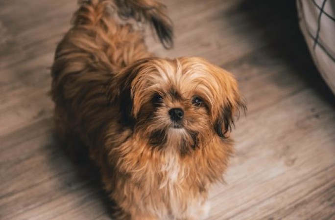 Nine Fascinating Facts About Shih Tzu Dogs