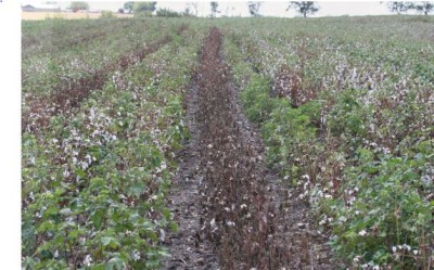 Cotton ryot problems can be solved robotically