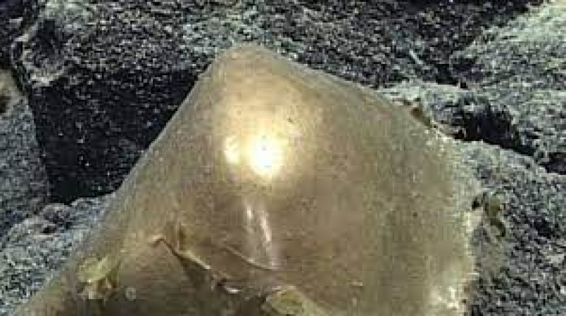 Golden egg found in the sea of Alaska! Scientists were stunned to see