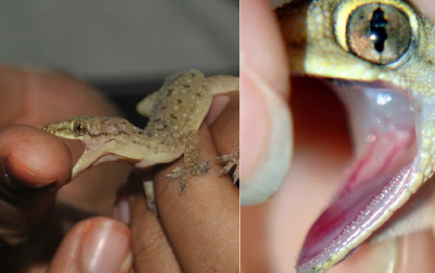How dangerous is a lizard's bite?'