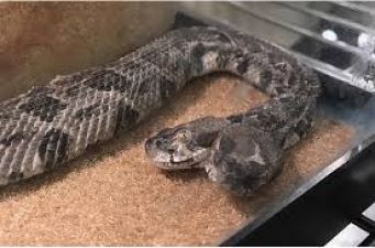 The 'two-faced' snake found in the US