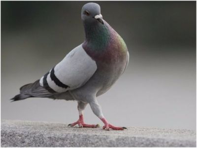 Conductor faced problem for letting pigeon travel without ticket