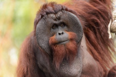 Discover Fascinating Orangutan Facts