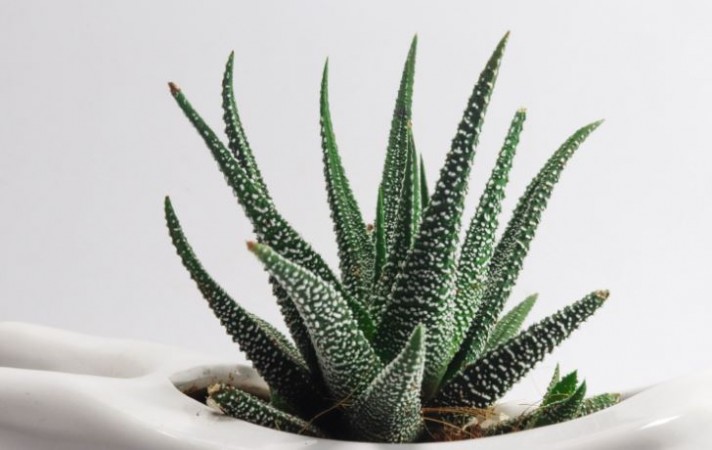 Aloe Vera: Nature's Healing Plant