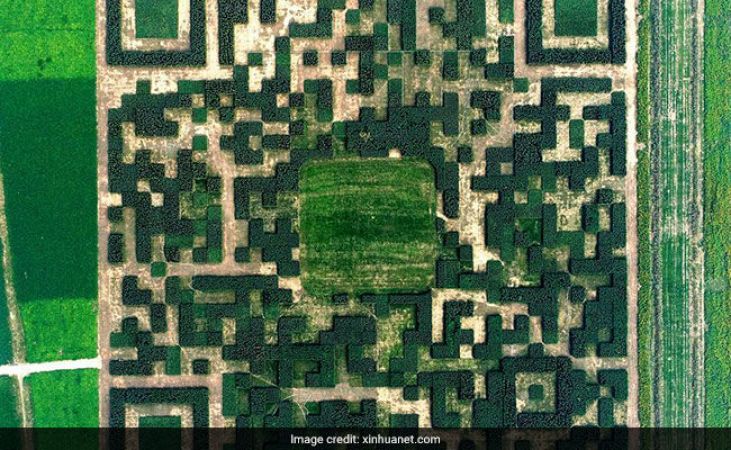 A large 'QR code' created with more than one lakh trees