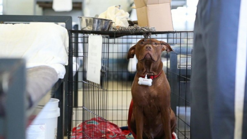 Bringing a pet home can lead to jail, is there a law like this?