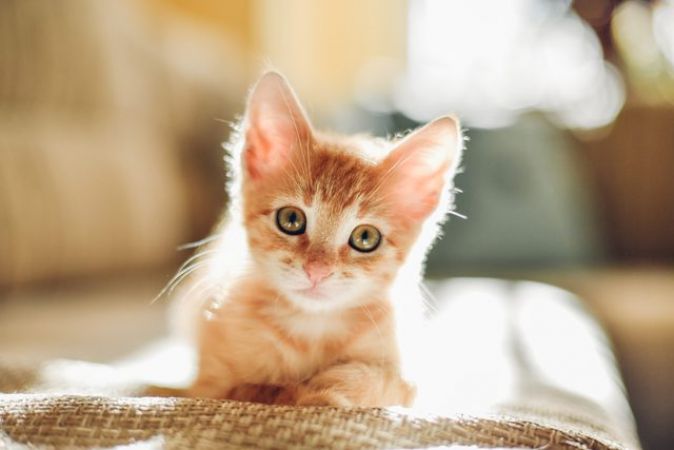 A cat lover? Then here are most popular cat breeds in India