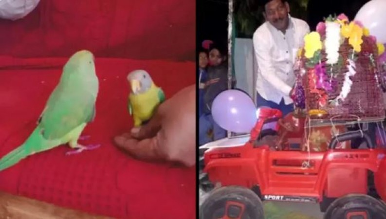 Parrot Lavish Wedding with Band Baja Baraat, the Bollywood-style love story of two birds