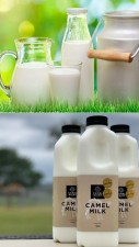 Most Expensive Milk in the World