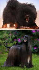 Top 10 Expensive Dog Breeds In World in 2023