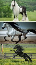 10 Of The World’s Best Horse Breeds