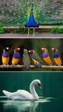 10 Most Beautiful Birds In The World