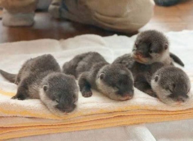 Cute baby animals !