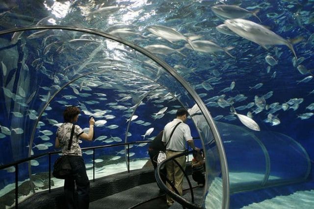 Wow! Stunning pictures of world's beautiful Aquariums!