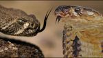 King cobra eats his own specie snake in a fight !