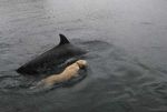 'Dog' swims daily to meet his 'Dolphin Friend'!