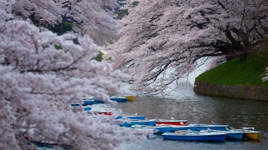 Joyful Cherry blossom festival !