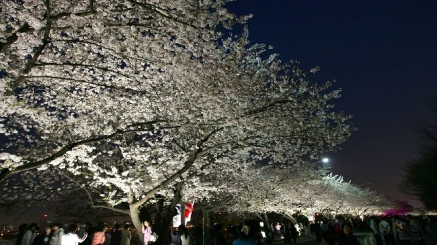 Joyful Cherry blossom festival !