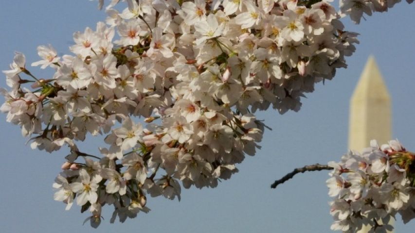 Joyful Cherry blossom festival !