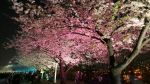Joyful Cherry blossom festival !